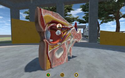 Virtual Human Anatomy