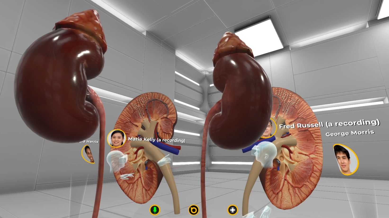 virtual human anatomy kidney in VR